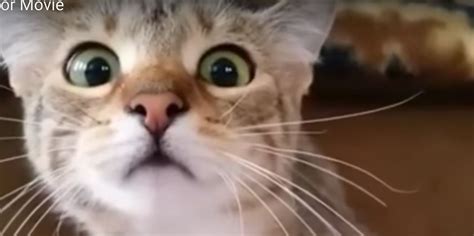 is video of cat watching horror movie fake|Cat Watching Horror Movie Is Viral Video Of The Year.